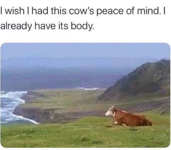 Wish had this cow's peace of mind. already have its body.