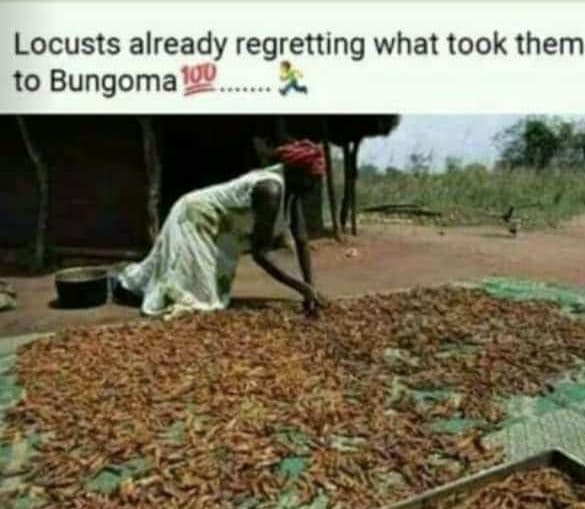 Locusts already regretting what took them to bungoma 0