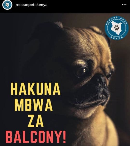 Rescuepetskenya hakuna mbwa za balcony!