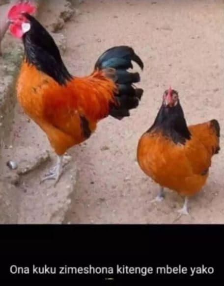 Ona kuku zimeshona kitenge mbele yako