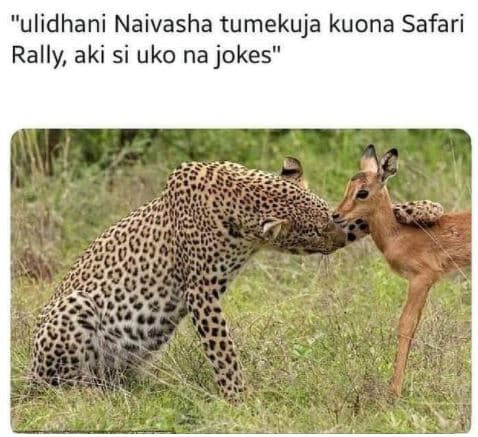 Ulidhani naivasha tumekuja kuona safari rally aki si uko na jokes