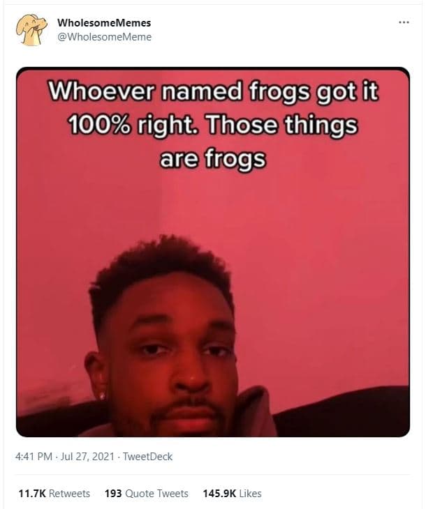 Wholesomememes wholesomememe whoever named frogs got it right those things are f