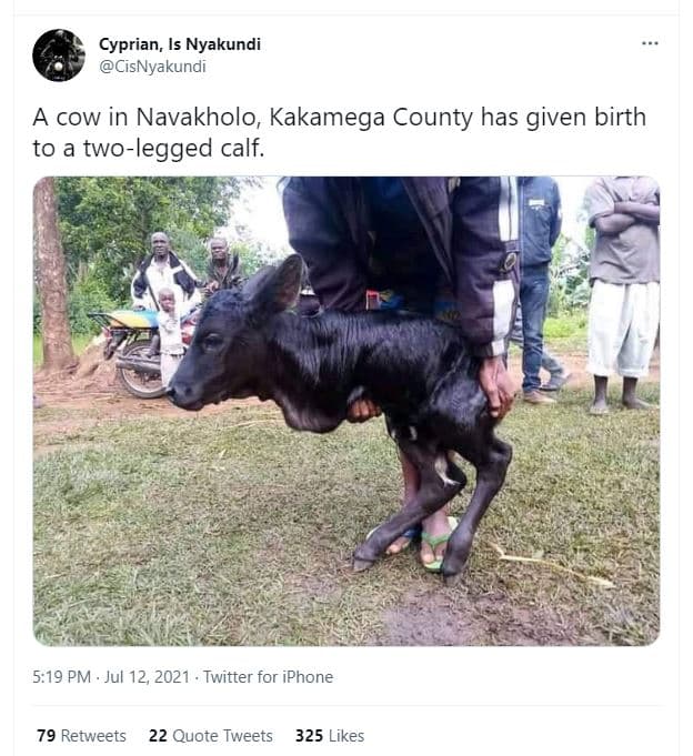 Cyprian, is nyakundi cisnyakundi a cow in navakholo kakamega county has given bi