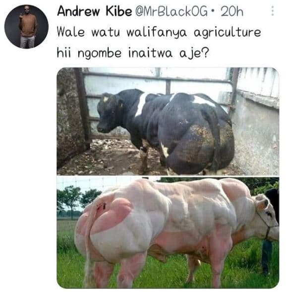 Andrew kibe mrblackog 2oh wale watu walifanya agriculture hii ngombe inaitwa a j