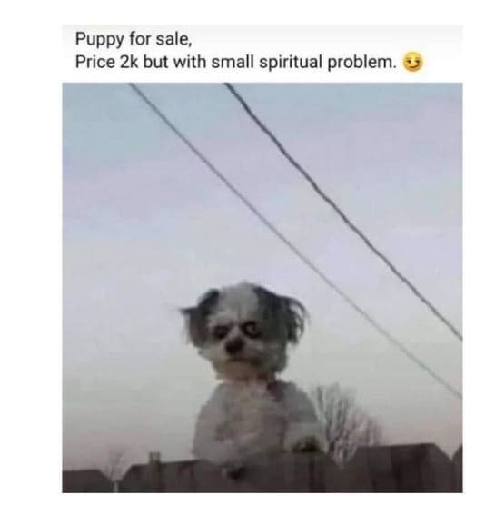 Puppy for sale price 2k but with small spiritual problem