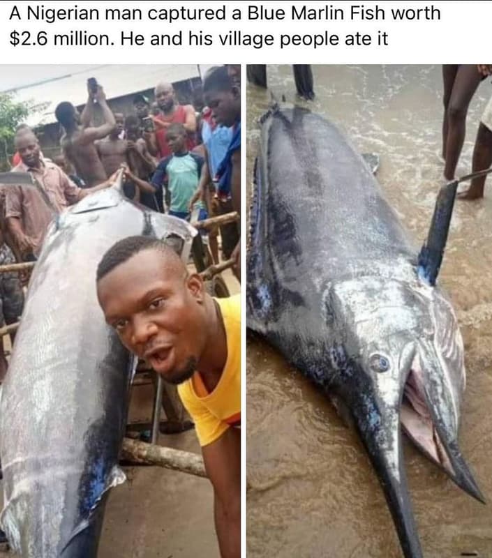 A nigerian man captured a blue marlin fish worth 2.6 million. he and his village