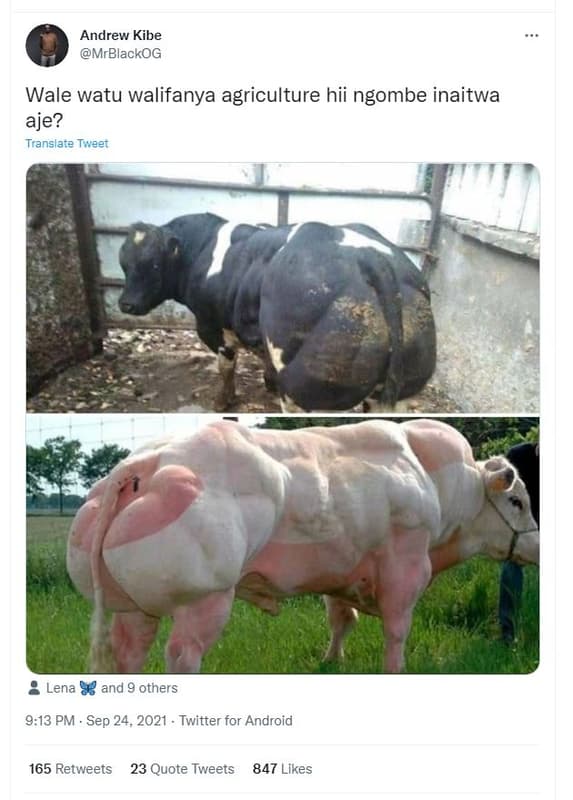 Andrew kibe mrblackog wale watu walifanya agriculture hii ngombe inaitwa aje? tr