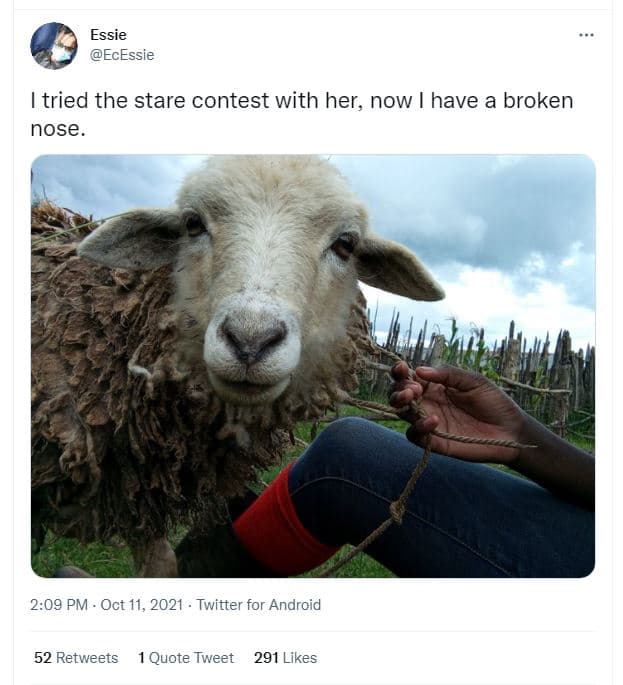 Essie ecessie tried the stare contest with her, now have a broken nose 209 pm oc