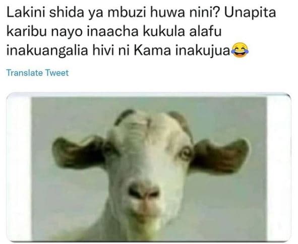 Lakini shida ya mbuzi huwa nini? unapita karibu nayo inaacha kukula alafu inakua