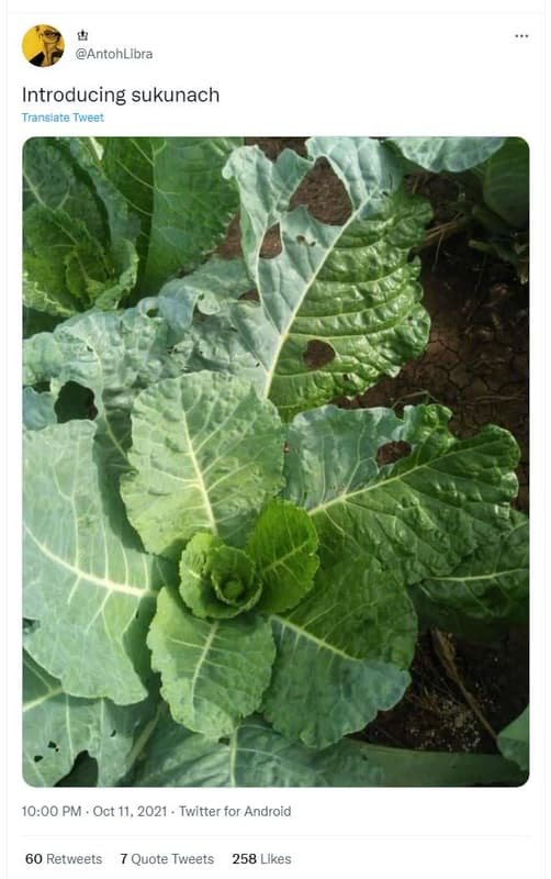 Antohlibra introducing sukunach translate tweer 10.00 pm oct 11, twitter for and