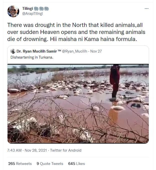 Tilingi 288 araptilingi there was drought in the north that killed animals,all o