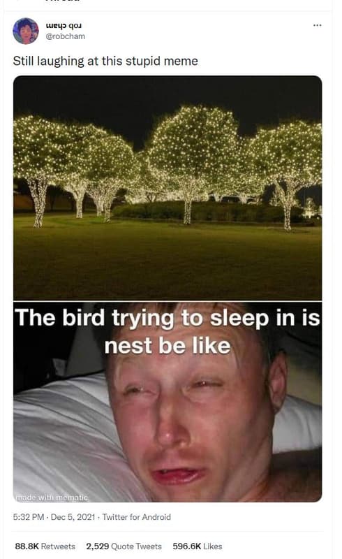 Wuey? qoj robcham still laughing at this stupid meme the bird trying to sleep in