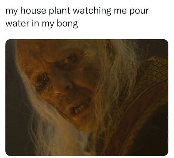 My house plant watching me pour water in my bong