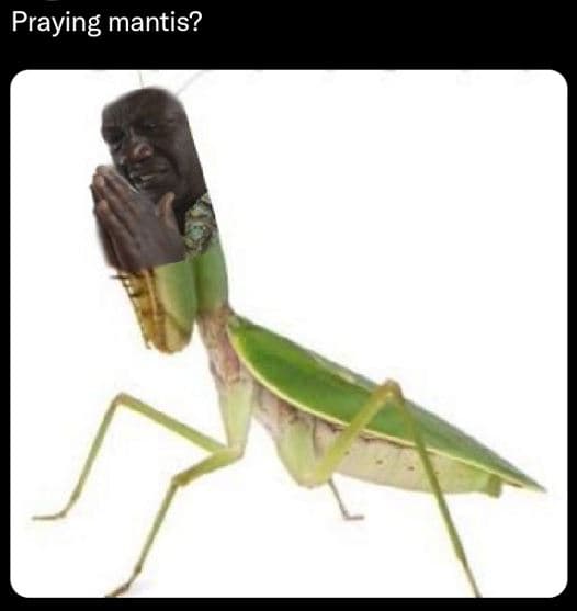 Praying mantis?