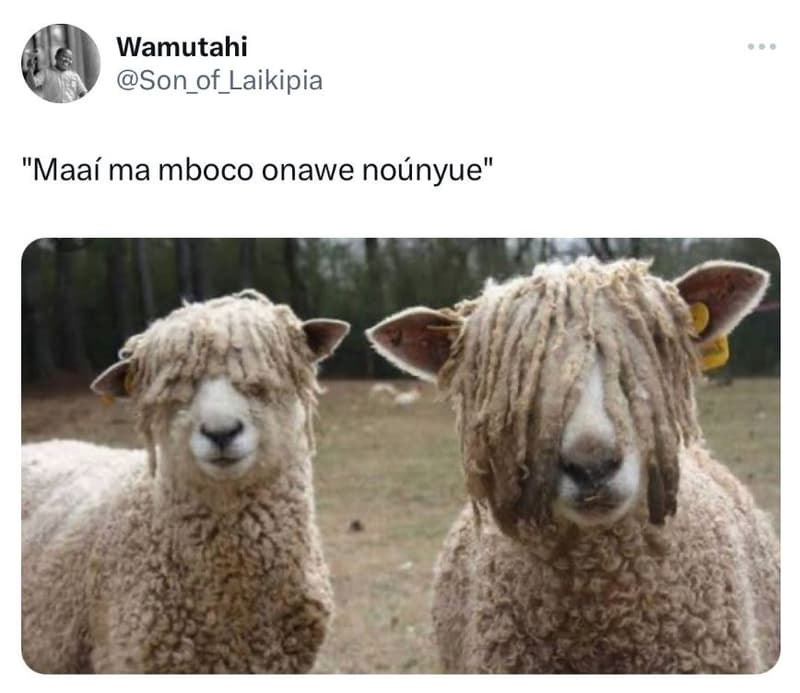 Wamutahi son_of_laikipia maaí ma mboco onawe nounyue