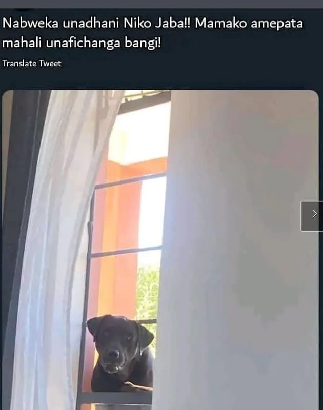 Nabweka unadhani niko jaball mamako amepata mahali unafichanga bangi! translate