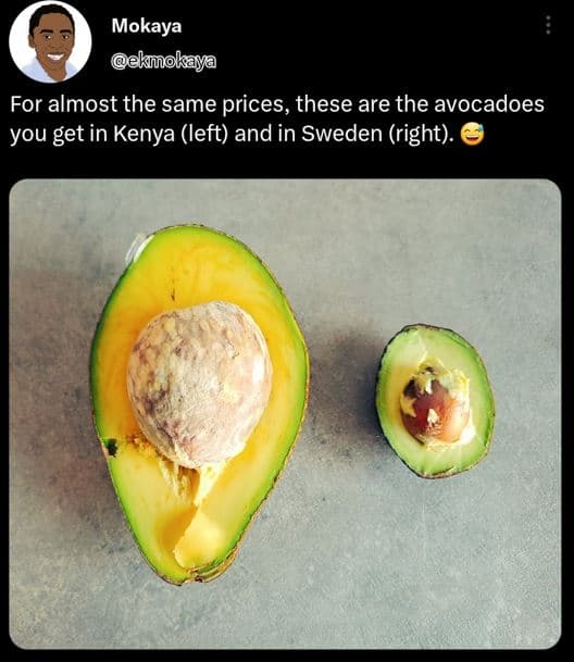 Mokaya ekmokaya for almost the same prices, these are the avocadoes you get in k