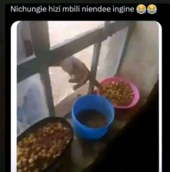 Nichungie hizi mbili niendee ingine