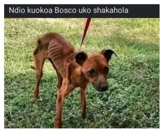 Ndio kuokoa bosco uko shakahola
