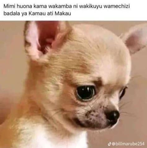 Mimi huona kama wakamba ni wakikuyu wamechizi badala ya kamau atı makau jebillma