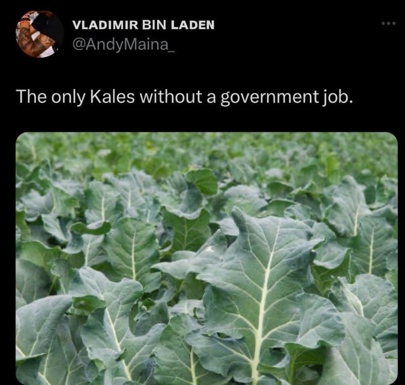 Vladimir bin laden andymaina the only kales without a government job.