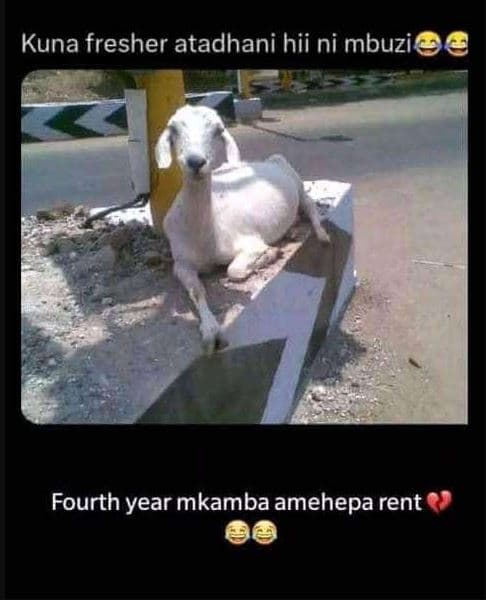 Kuna fresher atadhani hii ni mbuzi fourth year mkamba amehepa rent