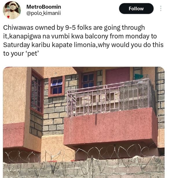 Metroboomin polo_kimanii follow chiwawas owned by 95 folks are going through it,