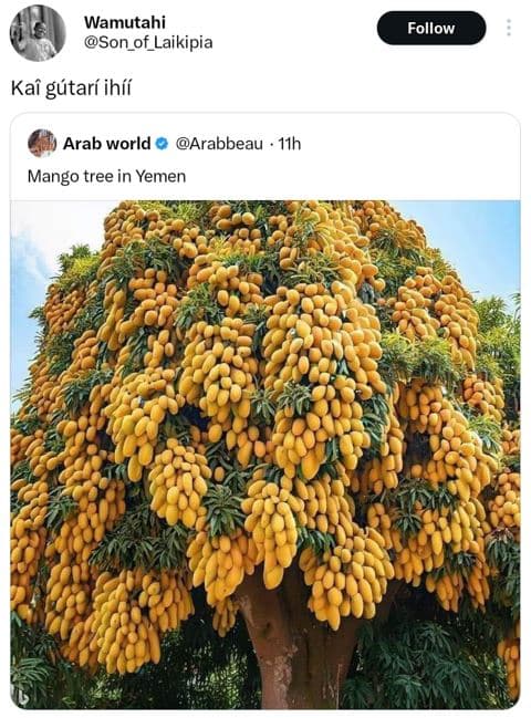 Wamutahi son_of_laikipia follow kai gutarí ihíí arab world arabbeau 11h mango tr