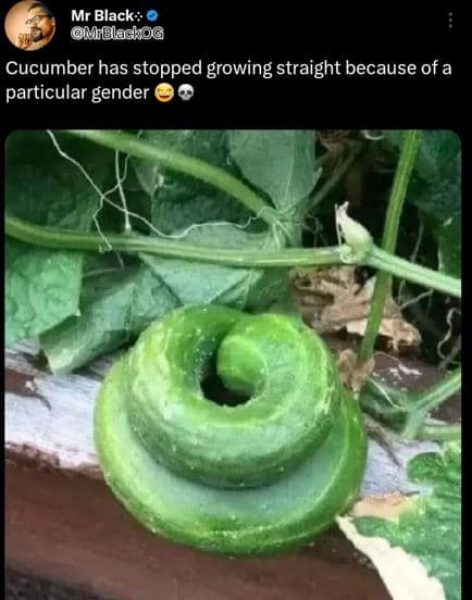 Mr black mrglackog cucumber has stopped growing straight because of a particular