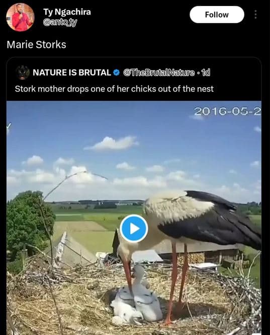 Ty ngachira andofy follow marie storks nature is brutal thabrutalnaquro . 1d sto