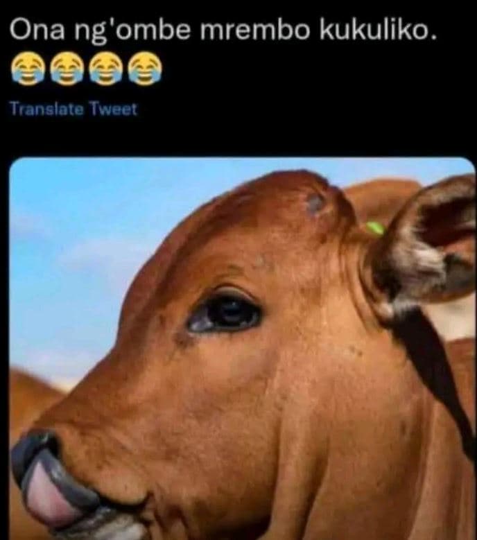 Ona ng'ombe mrembo kukuliko . translale wweei