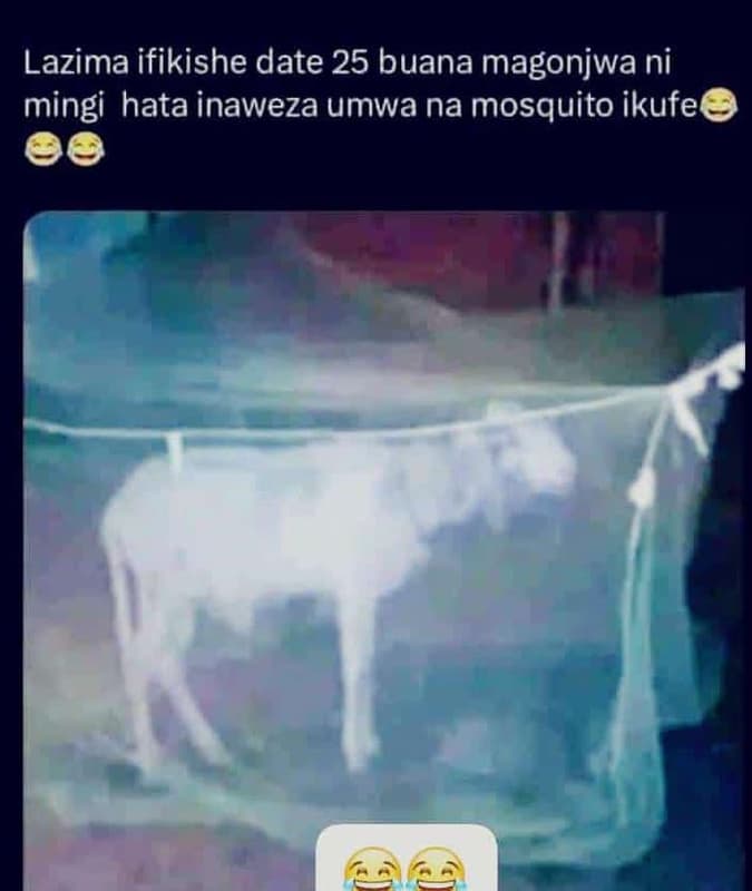 Lazima ifikishe date 25 buana magonjwa ni mingi hata inaweza umwa na mosquito ik
