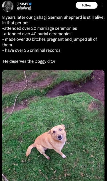 Jimmy kaangi follow 8 years later our gishagi german shepherd is still alive, in