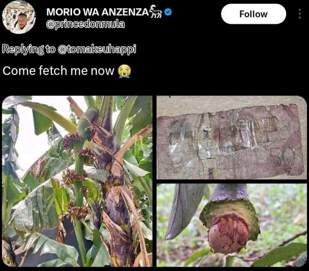 Morio wa anzenzas orincedonmula follow replyingt tomakeuhappppi come fetch me no