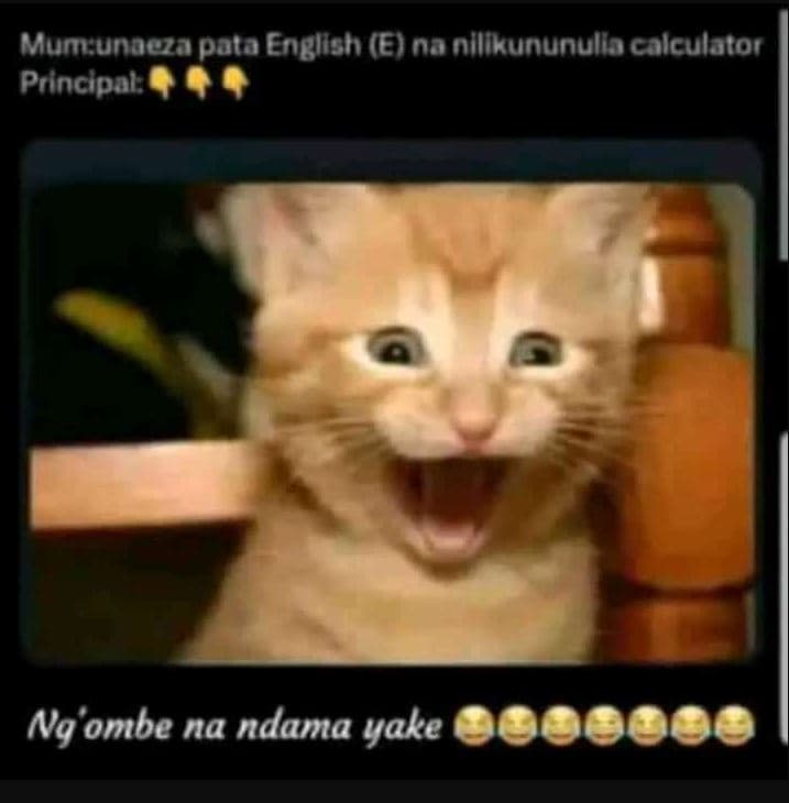 Mumunacza pata engllsh e nanlllkununullo colculator principal ng ombe na ndama y
