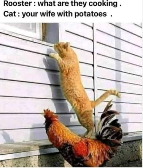 Rooster what are they cooking cat your wife with potatoes