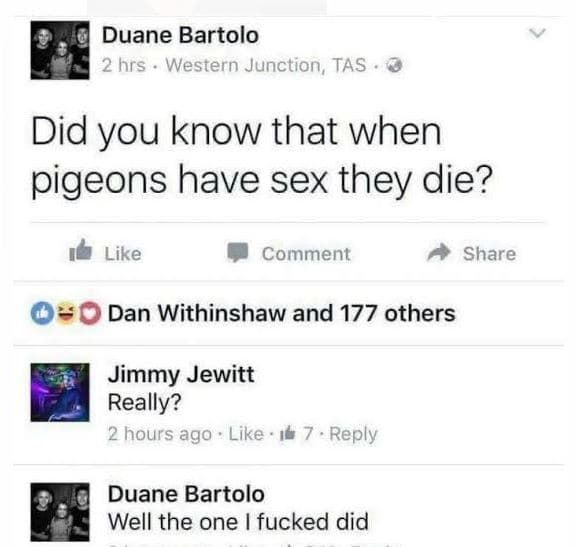 Duane bartolo 2 hrs western junction, tas did you know that when pigeons have se