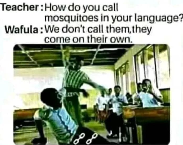 Teacher how do you call mosquitoes in your language wafula we don't call them ,