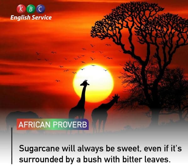 English service african proverb sugarcane will always be sweet even if it's surr