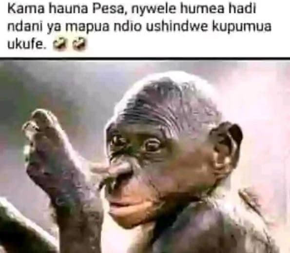 Kama hauna pesa, nywele humea hadl ndani ya mapua ndio ushindwe kupumua ukule