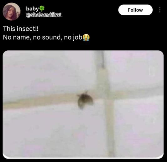 Baby shalomdffrst follow this insect no name, no sound, no job