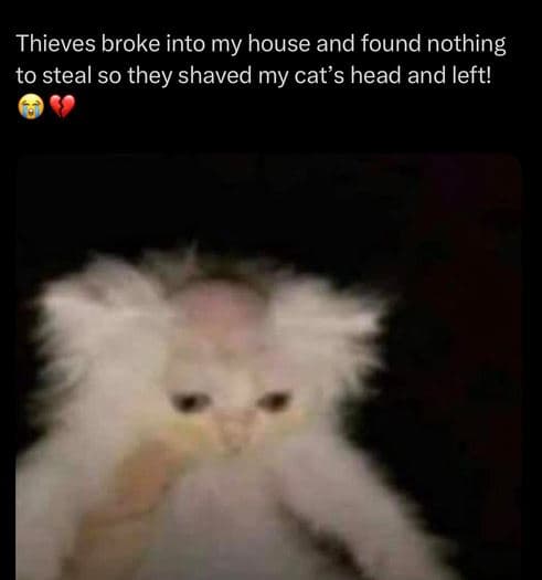 Thieves broke into my house and found nothing to steal so they shaved my cat's h