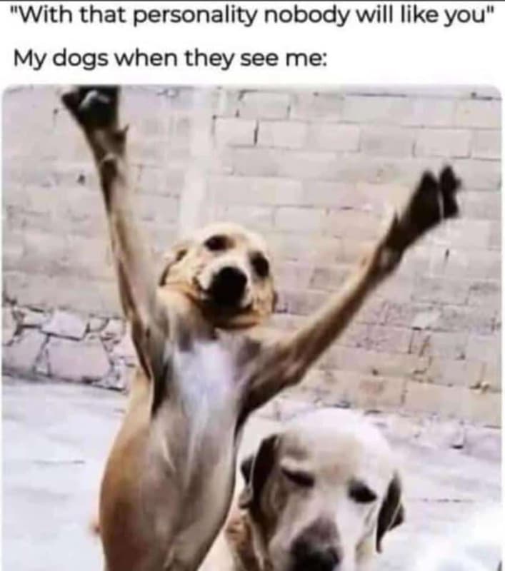 With that personality nobody will iike you my dogs when they see me