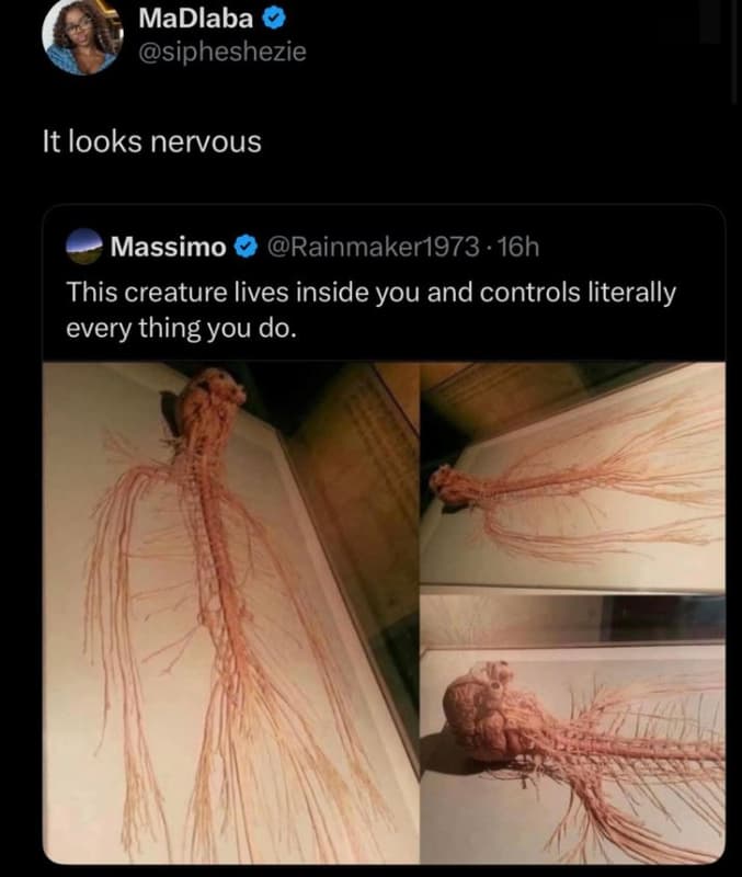 Madlaba sipheshezie it looks nervous massimo rainmaker1973 . 16h this creature l