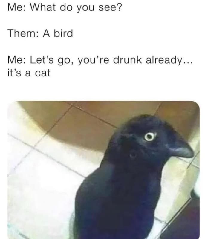Me what do you see? them a bird me let's go, you're drunk already_ it's a cat