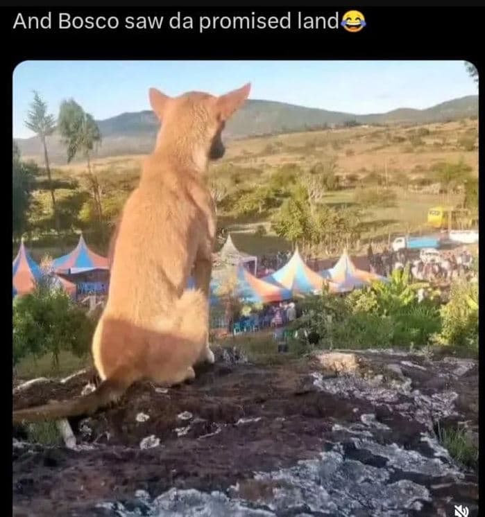And bosco saw da promised land
