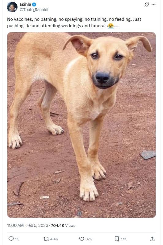 Esihle thato_rachidi no vaccines bathing, no spraying no training no feeding. ju