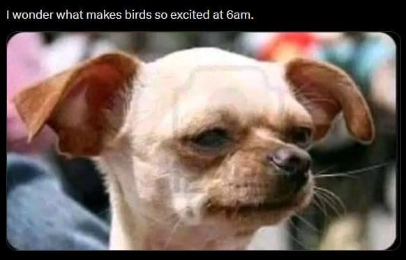 Wonder what makes birds so excited at 6am.