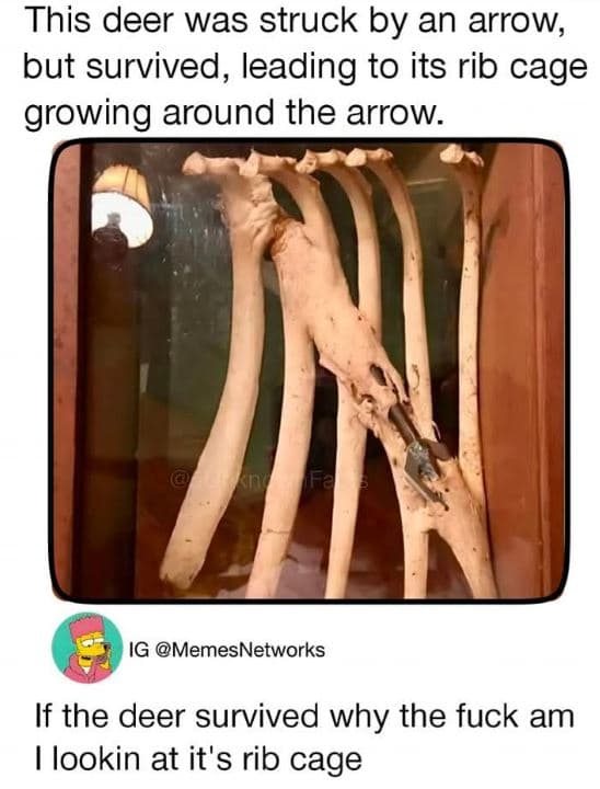 This deer was struck by an arrow but survived, leading to its rib cage growing a
