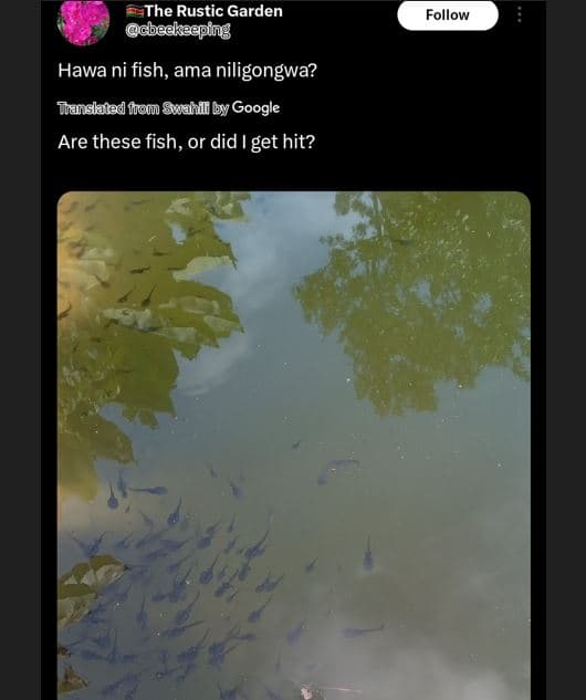 The rustic garden gbedlseeping follow hawa ni fish, ama niligongwa? tainslatad f